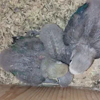 کوتوله سرلاکی