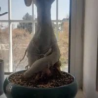 درختچه آدنیوم