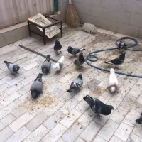 فروش ومعاوضه پلاکی با نر سار