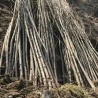 فروش نحال چنار وبید