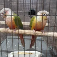 طوطی‌گرینچیک|پرنده|قدس, شهر‌قدس|دیوار