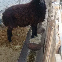 بره پروار