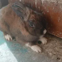 دو عدد خرگوش|موش و خرگوش|ایذه, |دیوار