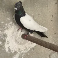 ماده سینه ای