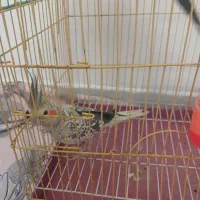عروس هلندی جفت