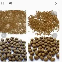 غذای ماهـی کپـور