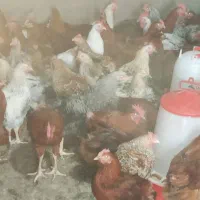 خروس|حیوانات مزرعه|ساوه, |دیوار
