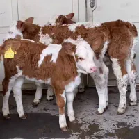 جنس درجه یک