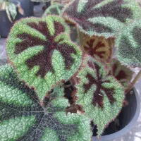 اشانتیون گل|گل و گیاه طبیعی|بابل, |دیوار