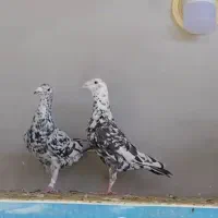 کبوتر پلاکی