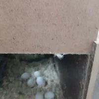 طوطی برزیلی مولد|پرنده|تهران, جلیلی|دیوار