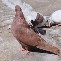 جفت سرور نر و ماده|پرنده|نوشین شهر, |دیوار