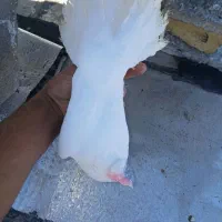 800000|حیوانات|دهدشت, |دیوار