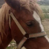 اسب آرام و زیبا سواری|حیوانات مزرعه|گوراب زرمیخ, |دیوار