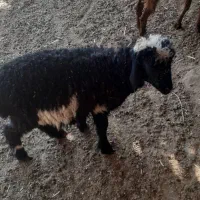 ۱۱۰۰۰۰۰۰|حیوانات مزرعه|لار, |دیوار