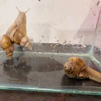 حلزون البینو ،طبی