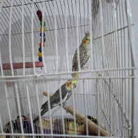 عروس هلندی