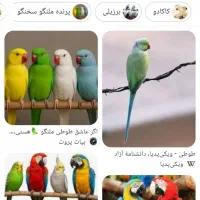 گم شده طوطی