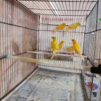 قناری های سالن|پرنده|قیدار, |دیوار