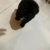 سگ ‌پامر مینی