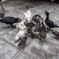 جوجه .غاز . اردک اسرائیلی. اردک نما نر و ماده .|حیوانات مزرعه|بندر انزلی, استادیوم|دیوار