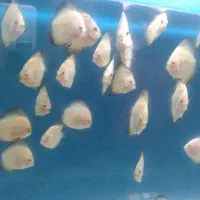 تعدادی جوجه دیسکس