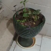 12 عدد گلدان همراه با گیاه|گل و گیاه طبیعی|محمدیه-قزوین, |دیوار