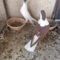 کبوتر افغانی چادری و پرشی