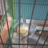 طوطی عروس هلندی نر مست آماده جفت سخنگو|پرنده|الوند, |دیوار