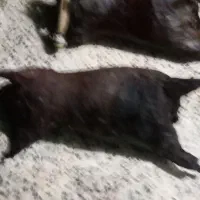 دوعدد مشک دوغ