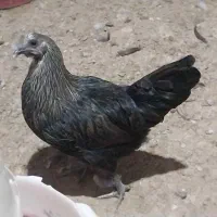 جوجه و خروس محلی