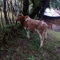 فروش کل دموس محلی|حیوانات مزرعه|املش, |دیوار