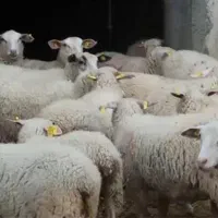 گوسفند رومن