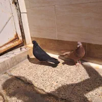 زاغ ساده|پرنده|بندر ماهشهر, |دیوار