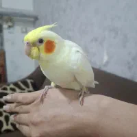 جوجه سرلاکی