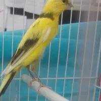 قناری نر زیبا خوشرنگ خوش ذات