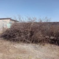 چوب خشک بادام|عمدهفروشی|خسروشاه, |دیوار