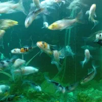 ماهی کوی ده سانتی باله بلند انواع نژاد|ماهی|کرمان, |دیوار