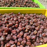 خرما مرداسنگ آلوچه ای|عمدهفروشی|منوجان, |دیوار