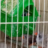 فنچ|پرنده|شیراز, شهرک والفجر|دیوار