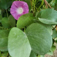 کالسکه روروک گهواره