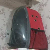 واگذاری گربه با وسایل|گربه|تبریز, |دیوار