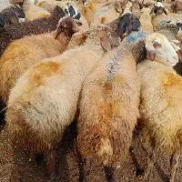 80راس گوسفند میش با بره