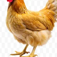 5مرغ تخم گذار نارنجی محلی و یک خروس حنایی رنگ