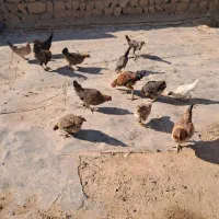 مرغ و وارگ و خروس سالم|حیوانات مزرعه|سرپل ذهاب, |دیوار