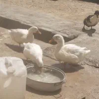 اوردک