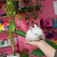 خرگوش لوپ لپ ناز و زیبا|موش و خرگوش|محمودآباد, |دیوار