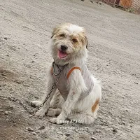 پاستیل|سگ|خوی, |دیوار