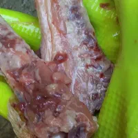 آشغال گوشت مرغ