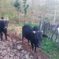 دو عدد گاو نر|حیوانات مزرعه|اطاقور, |دیوار